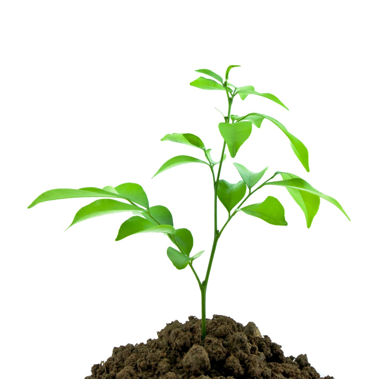 nature-sprout-dirt-young-seedling